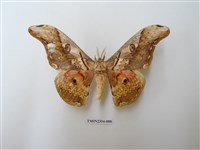 藏品(大綠目天蠶蛾)的圖片